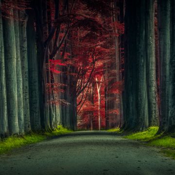 Forest Road, Trees, Woods, Sunset, Autumn Forest, Dawn, Pathway, Scenic, 5K