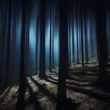Dark Forest, Woods, Night time, Dark, Shadow, Tall Trees, Haunted, Mystery, 5K