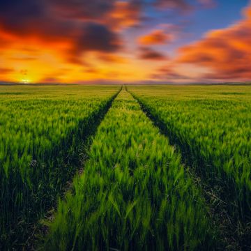 Grass field, Green Grass, Farm Land, Sunset Orange, Landscape, Clouds