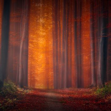 Autumn Forest, Pathway, Fallen Leaves, Sunset, Landscape, Orange, Trees, Woods, 5K