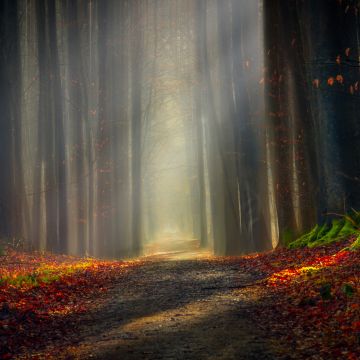 Forest path, Autumn leaves, Dirt road, Pathway, Trees, Woods, Fallen Leaves, Sunlight, 5K