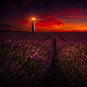 Sunset, Lavender fields, Lighthouse, Orange sky, Lavender flowers, Evening, 5K