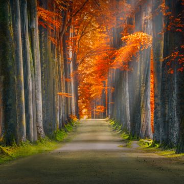 Forest path, Trunks, Trees, Woods, Autumn leaves, Road, Sun rays, 5K