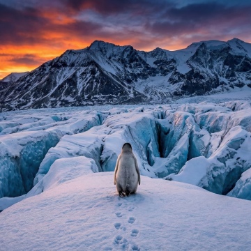 Nihilist penguin, Mountains, Walking, 5K, Glacier, Sunset, Antarctica