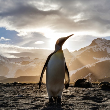 King penguin, Antarctica, Golden hour, Sunflare, Glacial, Snow covered, Mountains, 5K
