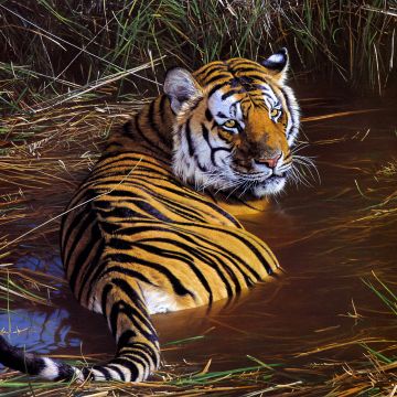 Tiger, Big cats, Paint, Pond