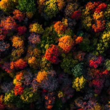 Fall Foliage, Aerial view, Autumn colors, Vibrant, Autumn Forest, 5K