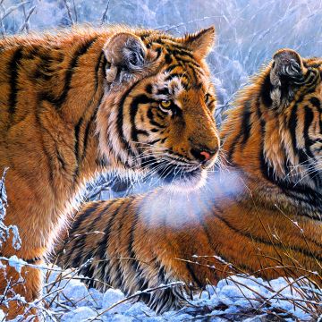 Tigers, Pair, Frozen, Winter, Snow, Big cats, Paint