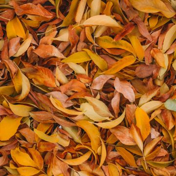 Leaves, Fall Foliage, Brown, Yellow background, 5K