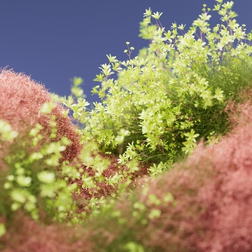 Macro, Bloom, Floral Background, 5K, Peach, Botanical, Bokeh, Microsoft Design