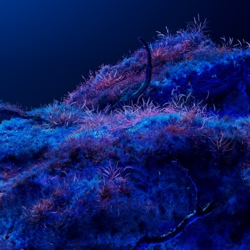 Bioluminescence, Neon art, Dreamy, Cosmos, Deep blue, Microsoft Design
