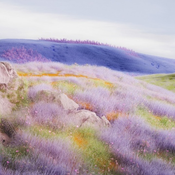 Dreamy, Lavender fields, Landscape, Sphere, Digital art, Surreal landscape, 5K, Aesthetic, Microsoft Design