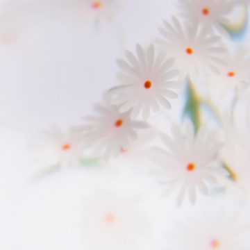White daisy, Floral Background, White aesthetic, Daisy flowers, Soft focus, Microsoft Design