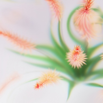 Peach, Abstract flower, White background, Fluffy, Minimalist, Soft focus, Microsoft Design