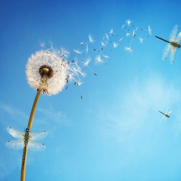 Dandelion flower, Dragonflies, Dandelion seeds, White flower, Blue Sky, Clear sky, Blue background