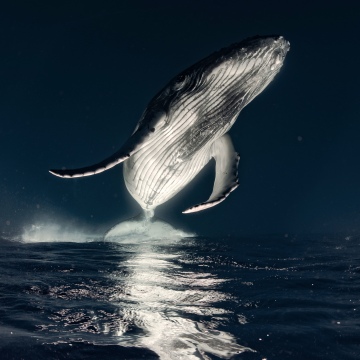 Humpback whale, Breaching, Ocean, Marine life, 5K, Surreal
