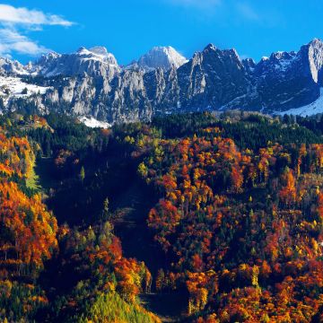 Autumn trees, Snow mountains, Blue Sky, Glacier, Landscape, Mountain range, Scenery, 5K