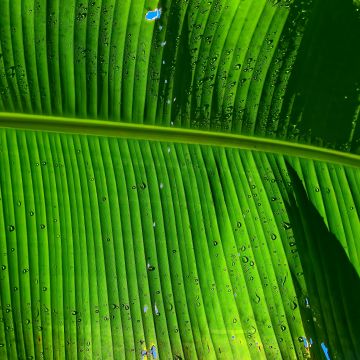 Banana Leaf, Green background, Texture, Pattern, Water drops, Closeup, 5K