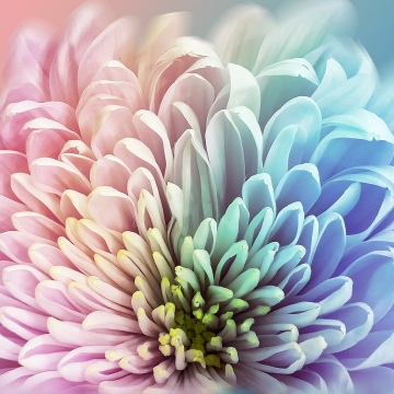 Chrysanthemum, Colorful, 5K, 8K, Pastel colors