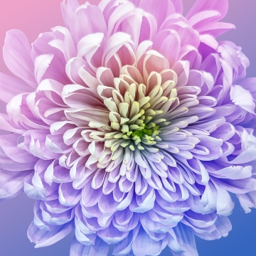 Chrysanthemum, Vibrant, 5K, 8K, Gradient background, Pastel colors