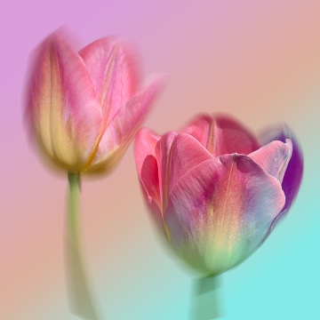 Pink Tulips, Gradient background, Pastel colors, 5K, 8K, Ethereal, Soft focus, Macro