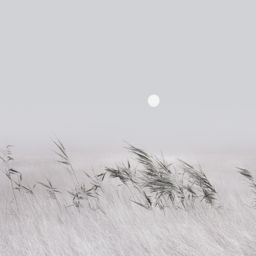 Grey, Grass Landscape, Minimalist, Xiaomi HyperOS 3.1, Stock, Full moon