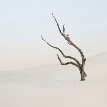 Lone tree, Minimalist, Surreal, Landscape, Xiaomi HyperOS 3.1, Stock