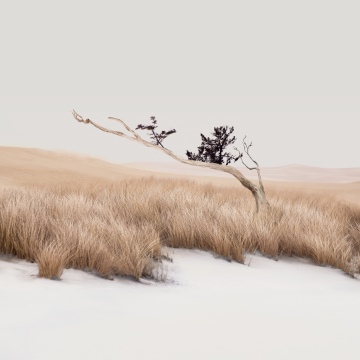 Tranquil, Landscape, Grass, Lone tree, Minimalist, Aesthetic, Serene, Xiaomi HyperOS 3.1, Stock