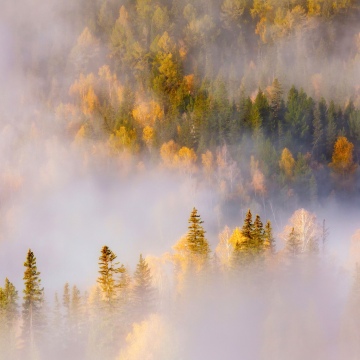 Thick forest, Misty, Autumn Forest, Landscape, Honor MagicBook Pro, Stock, 5K