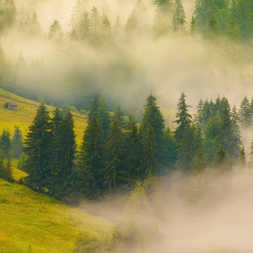 Misty, Forest, Green hills, Sunrise, Foggy forest, Landscape, Honor MagicBook Pro, Stock, 5K