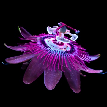Passion Flower, Aluminium OS stock wallpaper