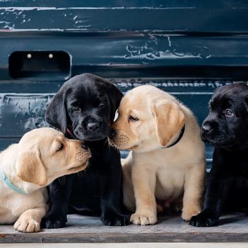 Puppies, Labrador Retriever, Cute dogs, Labrador puppies, 5K