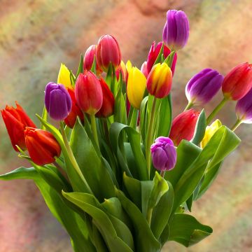 Tulip Bouquet, Spring flowers, Tulips, Blossom, Bloom, Bright, Green leaves, Red, Yellow, Violet