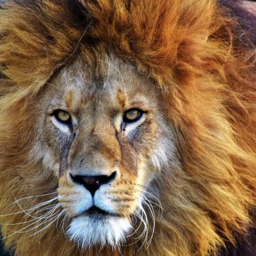 African Lion, Closeup, Big cat, Predator, Wild animal, Carnivore