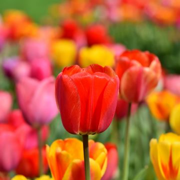 Tulip Field, Multicolor, Colorful, Flower garden, Spring, Blossom, Bloom, Red, Yellow, 5K