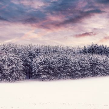 Snow covered, Trees, Winter snow, Landscape, Clouds, Scenery, White, Forest, 5K, 8K