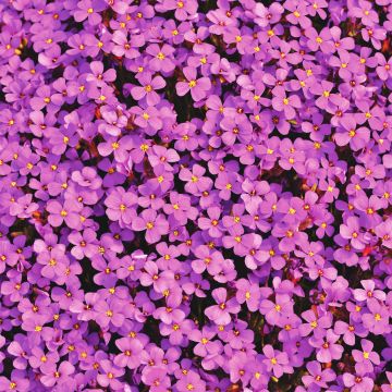 Aubrieta Flowers, Beautiful, Violet, Blossom, Spring, Bloom, Purple, Floral Background, Aesthetic, 5K