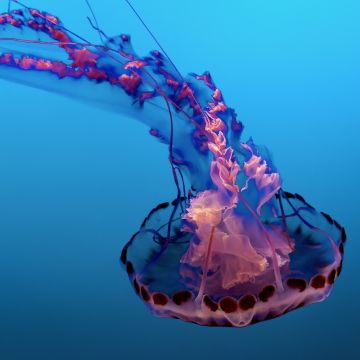 Jellyfish, Pink, Underwater, Sea Life Aquarium, Blue background, Floating, 5K, 8K