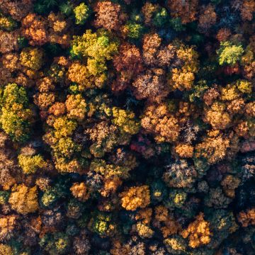 Autumn Forest, Aerial view, Autumn trees, Top View