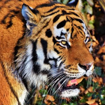 Tiger face, Predator, Big cat, Wild animal, Zoo, Closeup, Carnivore