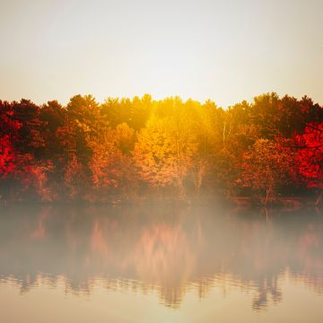 Autumn trees, Body of Water, Sunflare, Sunrise, Reflection, Lake, Morning, Fog, 5K, 8K