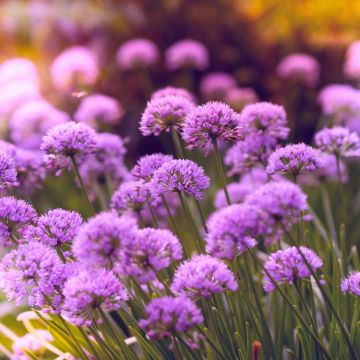 Purple Flowers, Flower garden, Blossom, Bloom, Spring, Bokeh, Vibrant, 5K