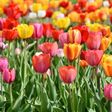 Tulip Field, Multicolor, Colorful, Red, Yellow, Flower garden, Tulip flowers, Green leaves, Blossom, Bloom, Spring, 5K, Tulip garden