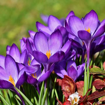 Crocus flowers, Violet flowers, Garden, Blossom, Bloom, Spring, Flora, 5K