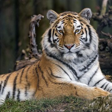 Siberian tigress, Wild animal, Trees, Zoo, Relax, Predator, Big cat, Carnivore, 5K