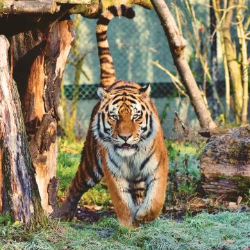 Siberian tiger, Walking, Zoo, Trees, Big cat, Carnivore, Predator, Wildlife, 5K