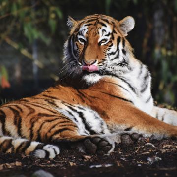 Siberian tiger, Predator, Big cat, Carnivore, Wild animal, Zoo, Closeup, 5K