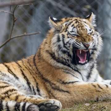 Young tigress, Yawning, Wild animal, Big cat, Predator, Closeup, Carnivore, Zoo, Siberian tiger, 5K