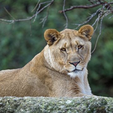 Young Lioness, Wild animal, Zoo, Predator, Carnivore, Tree Branch, Portrait, Closeup, Big cat, 5K, 8K