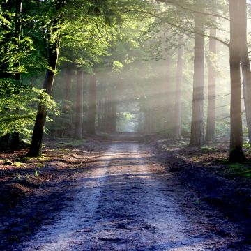 Forest, Outdoor, Path, Trees, Woods, Sunlight